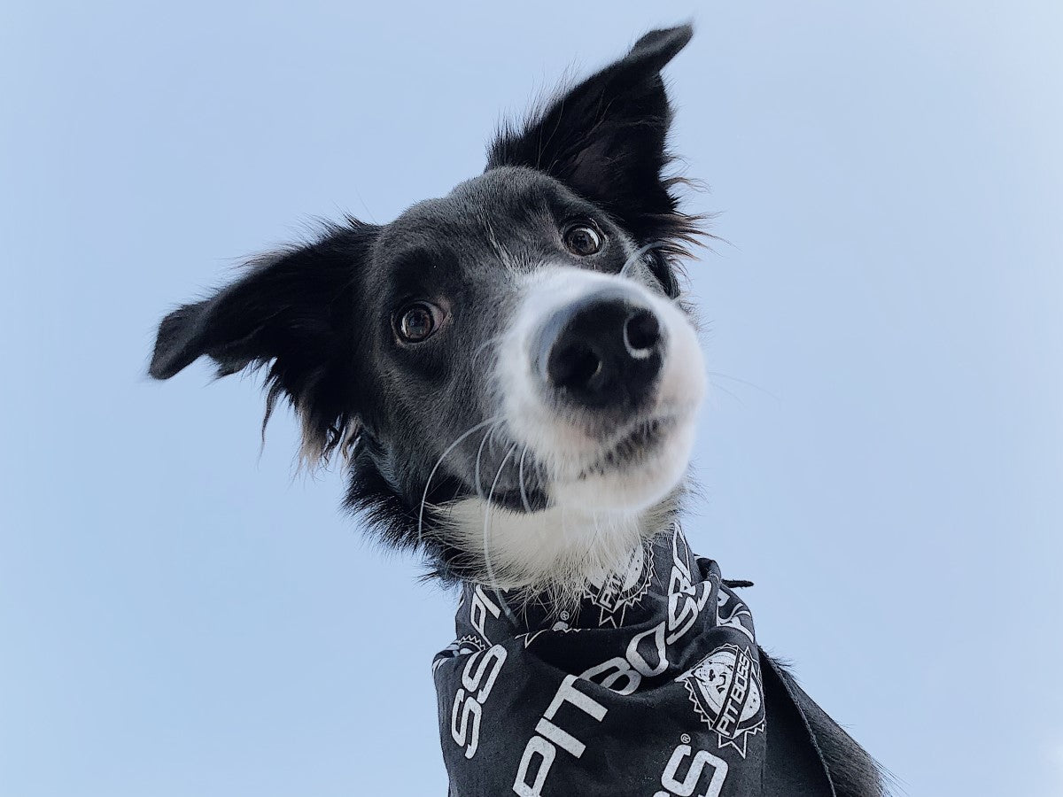 Pit Puppies Dog Bandana - Image 3
