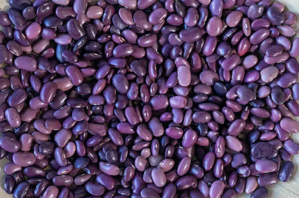 Rancho Gordo Ayocote Morado Beans - Image 5