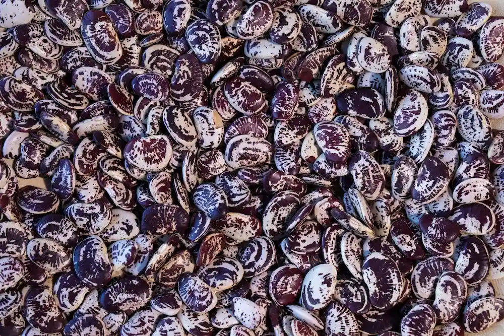 Rancho Gordo Christmas Lima Beans - Image 5