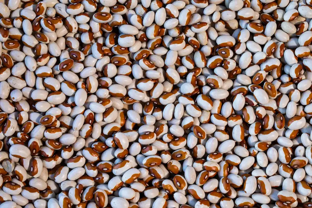 Rancho Gordo Yellow Eye Beans - Image 5